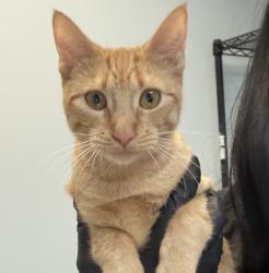 Shelter Stray Female Cat last seen Near Orange Avenue, San Diego, CA, 92115, San Diego, CA 92110
