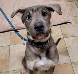 Shelter Stray Male Dog last seen SE 145th and Division, PORTLAND, OR, 97236, Troutdale, OR 97060
