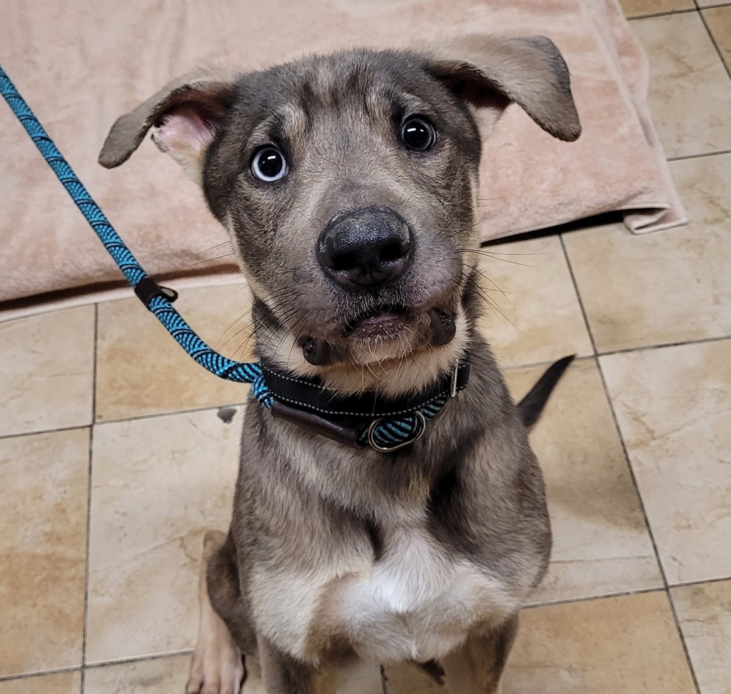 Shelter Stray Male Dog last seen SE 145th and Division, PORTLAND, OR, 97236, Troutdale, OR 97060