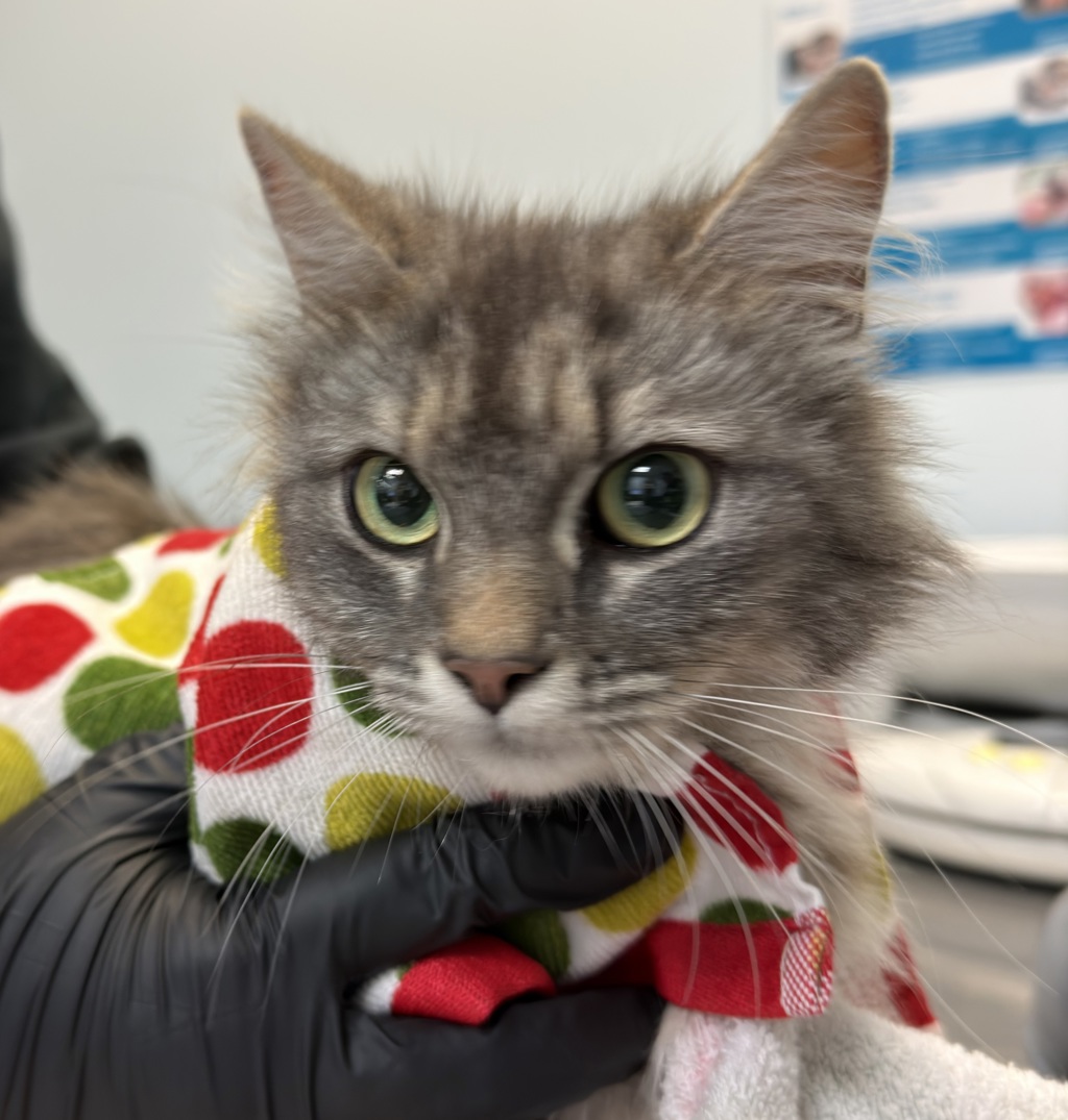 Shelter Stray Female Cat last seen Near Richfield Avenue, El Cajon, CA, 92020, San Diego, CA 92110