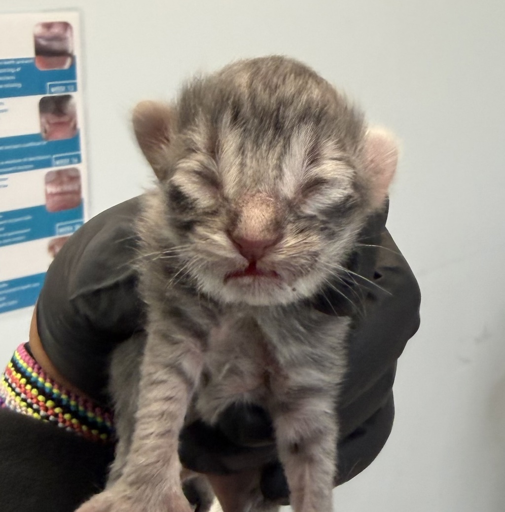 Shelter Stray Female Cat last seen Near Richfield Avenue, El Cajon, CA, 92020, San Diego, CA 92110