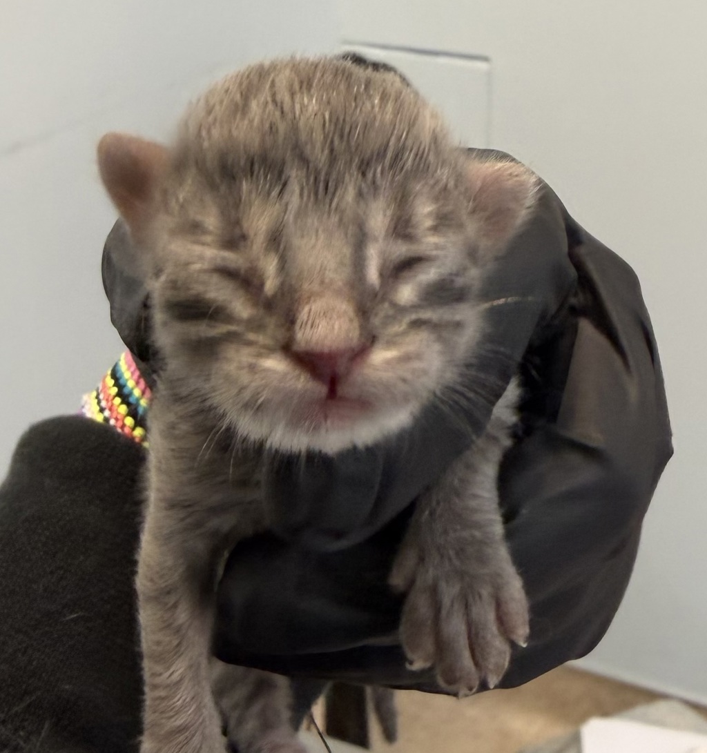 Shelter Stray Male Cat last seen Near Richfield Avenue, El Cajon, CA, 92020, San Diego, CA 92110