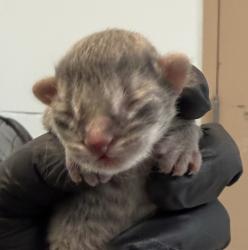 Shelter Stray Male Cat last seen Near Richfield Avenue, El Cajon, CA, 92020, San Diego, CA 92110