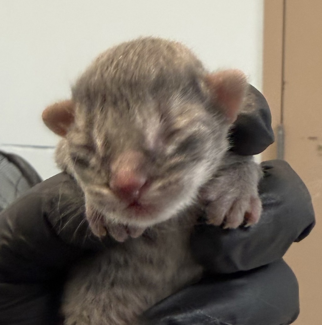 Shelter Stray Male Cat last seen Near Richfield Avenue, El Cajon, CA, 92020, San Diego, CA 92110
