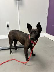 Shelter Stray Female Dog last seen Near W 600 S, SALT LAKE CITY, UT, 84116, Taylorsville, UT 84123
