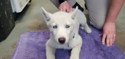 Shelter Stray Female Dog last seen Near W Colonel Road, SALT LAKE CITY, UT, 84111, Taylorsville, UT 84123