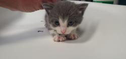 Shelter Stray Male Cat last seen Near W 500 S, SALT LAKE CITY, UT, 84104, Taylorsville, UT 84123