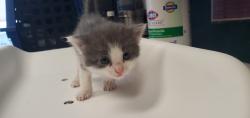 Shelter Stray Unknown Cat last seen Near W 500 S, SALT LAKE CITY, UT, 84104, Taylorsville, UT 84123