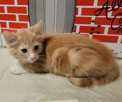 Shelter Stray Male Cat last seen Near Adeline Street, EMERYVILLE, CA, 94608, Oakland, CA 94621