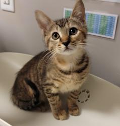 Shelter Stray Female Cat last seen Found underneath the house, EMERYVILLE, CA, 94608, Oakland, CA 94621