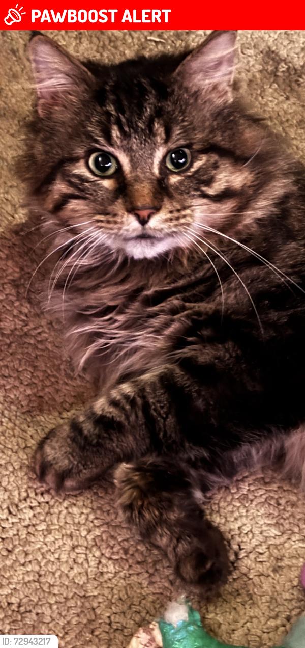 Lost Male Cat last seen Central avenue, Columbia Heights, MN 55421