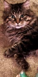 Lost Male Cat last seen Central avenue, Columbia Heights, MN 55421