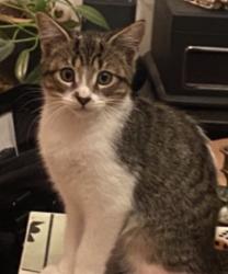 Reunited Female Cat last seen Alleyway between Belgrave Ave and Clifton Ave, Montréal, QC H4A