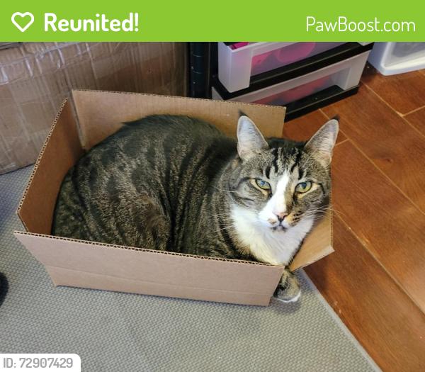Reunited Female Cat last seen W Wedgewood Court * Ira Martin Crystal River, Citrus County, FL 34428