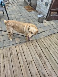 Found/Stray Female Dog last seen Knowles Avenue, Winnipeg, MB R2G 2K7