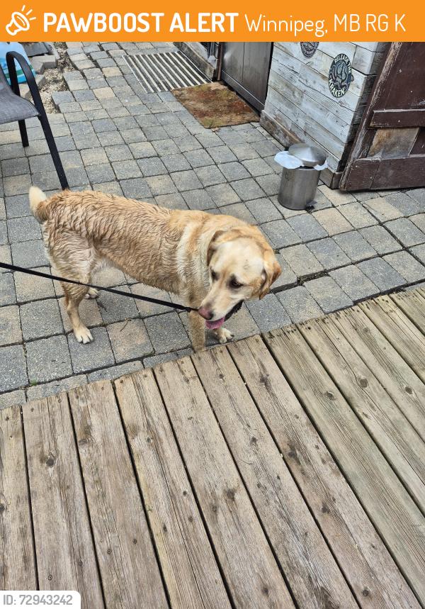 Found/Stray Female Dog last seen Knowles Avenue, Winnipeg, MB R2G 2K7