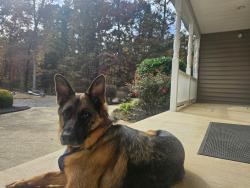 Reunited Female Dog last seen Fawn Lake, Spotsylvania Courthouse, VA 22551