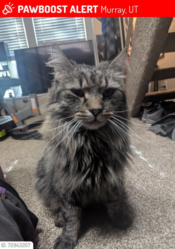 Lost Male Cat last seen Vine gate apmts, Murray, UT 84121