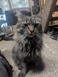 Lost Male Cat last seen Vine gate apmts, Murray, UT 84121