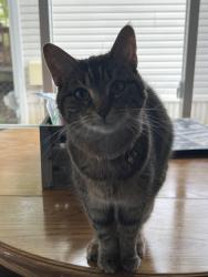 Reunited Female Cat last seen Old orchard MHP, Ames, IA 50010