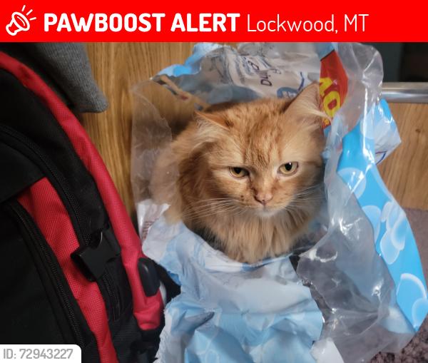 Lost Female Cat last seen Johnson Lane and I-90 (Pilot/Flying J), Lockwood, MT 59101