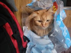 Lost Female Cat last seen Johnson Lane and I-90 (Pilot/Flying J), Lockwood, MT 59101