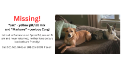 Reunited Male Dog last seen na, Damascus, AR 72039
