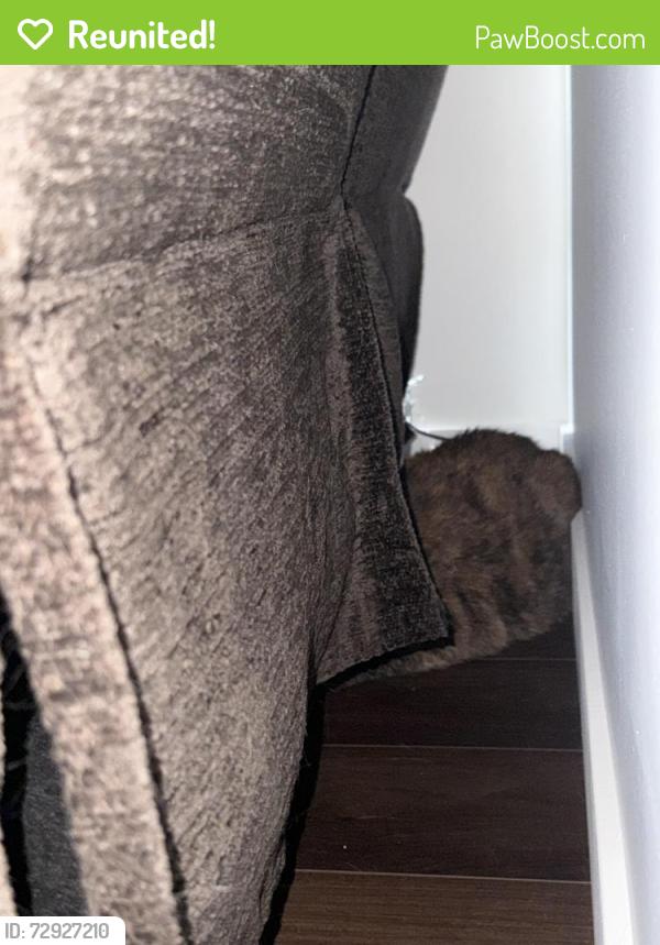 Reunited Unknown Cat last seen Near street 111 ave, Edmonton, AB 