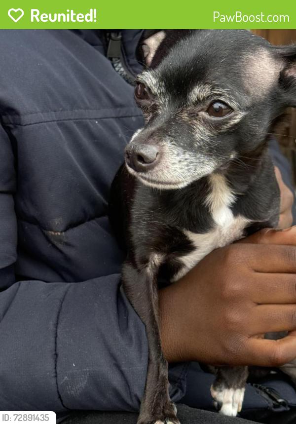Reunited Male Dog last seen east 116th and Woodland/Larchmere, Cleveland, OH 44104