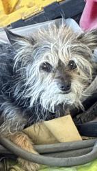 Found/Stray Unknown Dog last seen Desert inn and Mountain Vista, Paradise, NV 89121