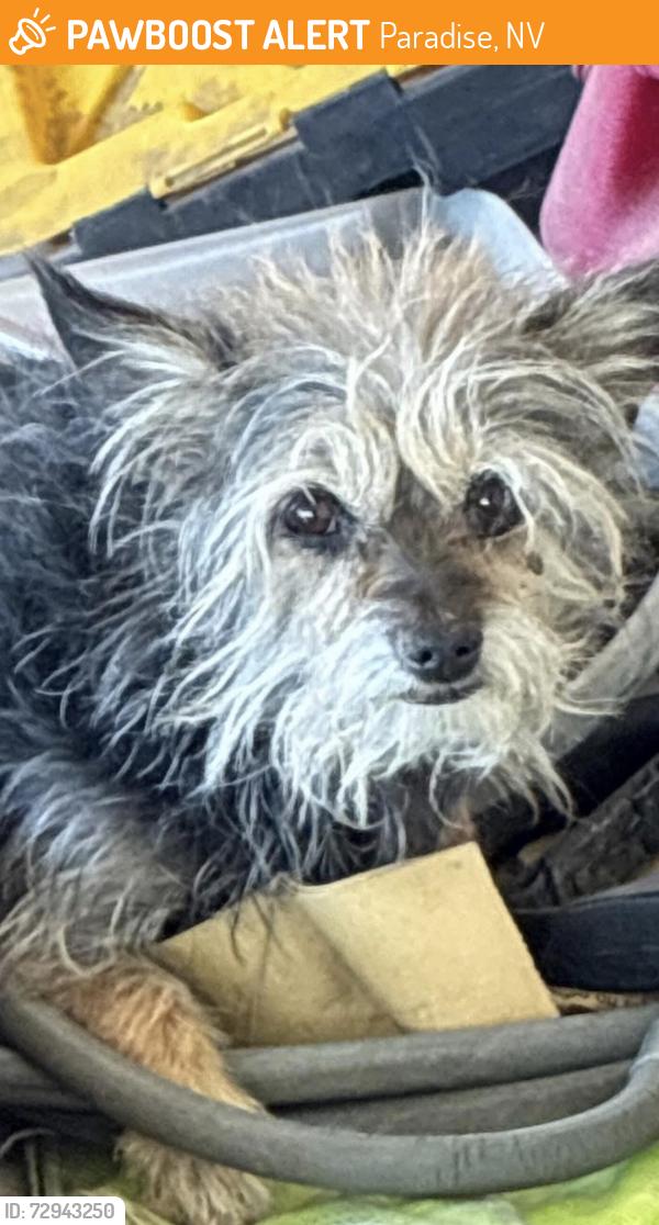 Found/Stray Unknown Dog last seen Desert inn and Mountain Vista, Paradise, NV 89121