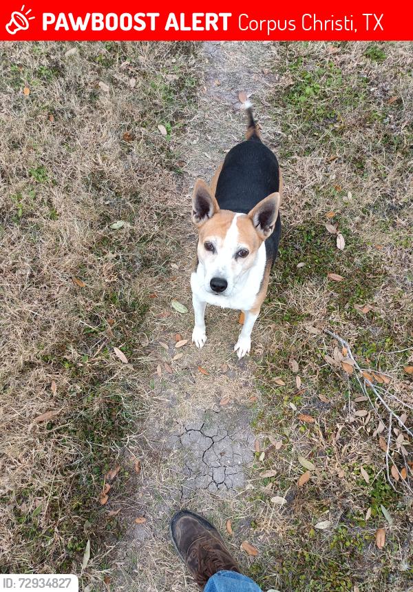 Lost Female Dog last seen Widgeon and mallard corpus Christi, Corpus Christi, TX 78410