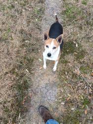 Lost Female Dog last seen Widgeon and mallard corpus Christi, Corpus Christi, TX 78410