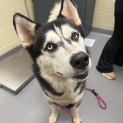 Shelter Stray Male Dog last seen , Columbus, GA 31907