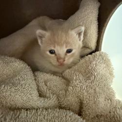 Shelter Stray Unknown Cat last seen , Norman, OK 73072