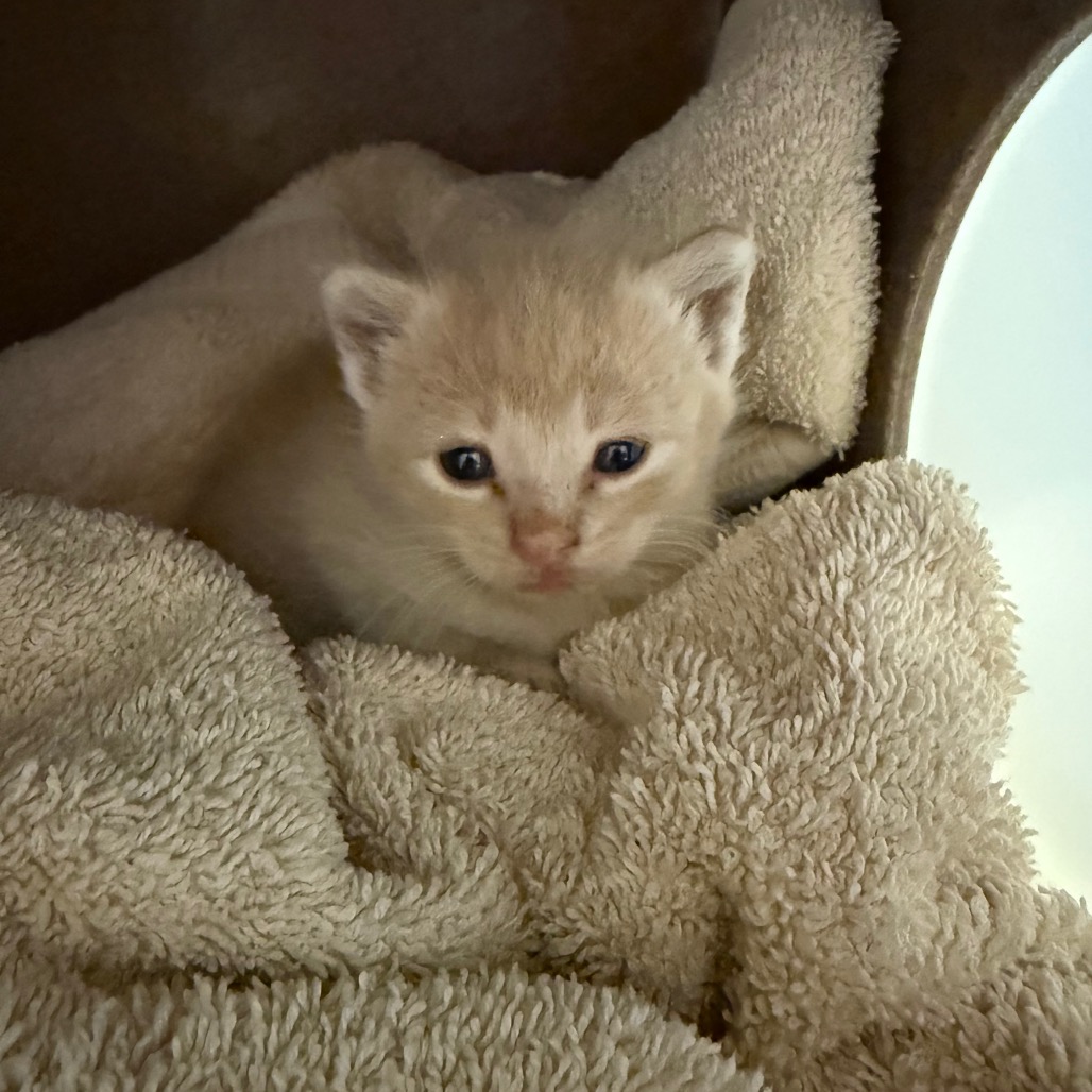 Shelter Stray Female Cat last seen , 3428 S Jenkins Ave, Norman, OK 73072, USA