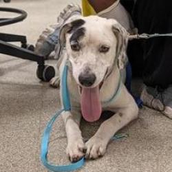 Shelter Stray Female Dog last seen , Jacksonville, FL 32216