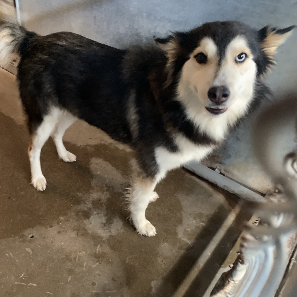 Shelter Stray Female Dog last seen , Edinburg, TX 78539