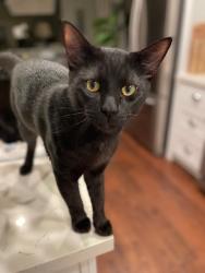 Reunited Male Cat last seen Steveann Street and Ellinwood, Torrance, CA 90503