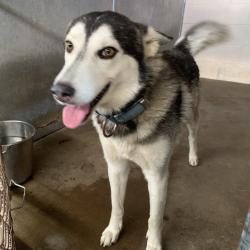 Shelter Stray Male Dog last seen , Edinburg, TX 78539