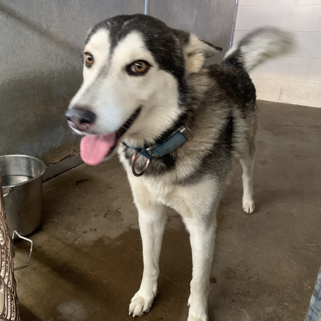 Shelter Stray Male Dog last seen , Edinburg, TX 78539