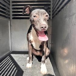 Shelter Stray Female Dog last seen , Edinburg, TX 78539