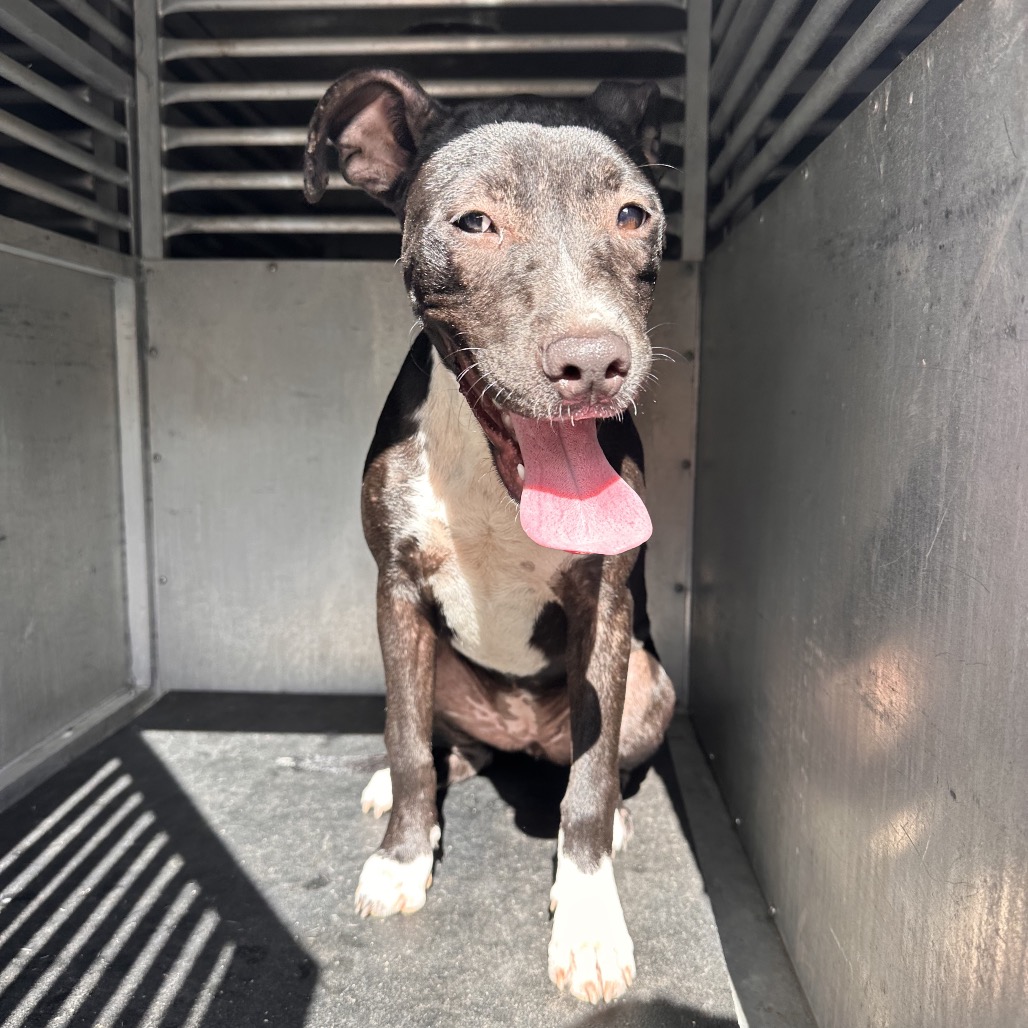 Shelter Stray Female Dog last seen , Edinburg, TX 78539