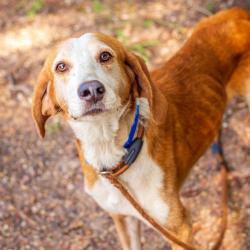 Shelter Stray Male Dog last seen , Hattiesburg, MS 39401