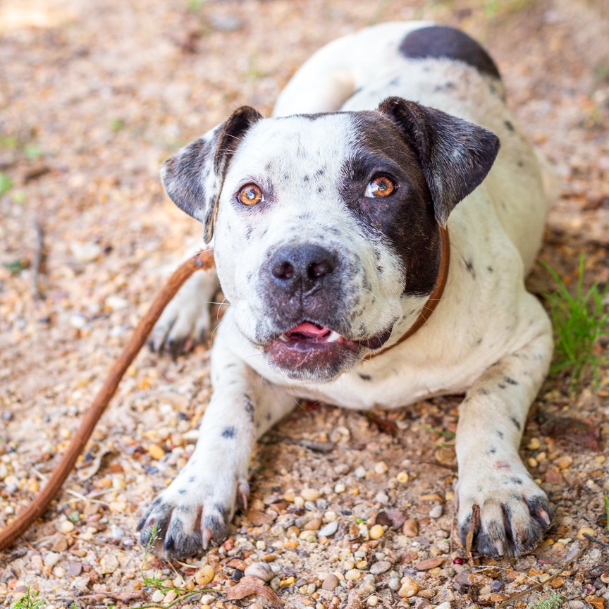 Shelter Stray Female Dog last seen , Hattiesburg, MS 39401