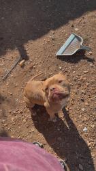Reunited Male Dog last seen Benton Park, Amarillo, TX 79104