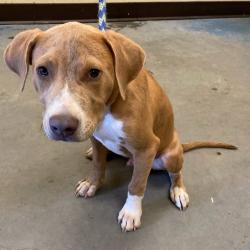 Shelter Stray Male Dog last seen , Memphis, TN 38133