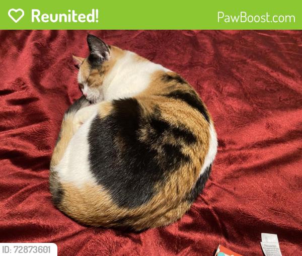 Reunited Female Cat last seen Corner of university ave and Herschel st in midway St. Paul Mn 55104, Saint Paul, MN 55104
