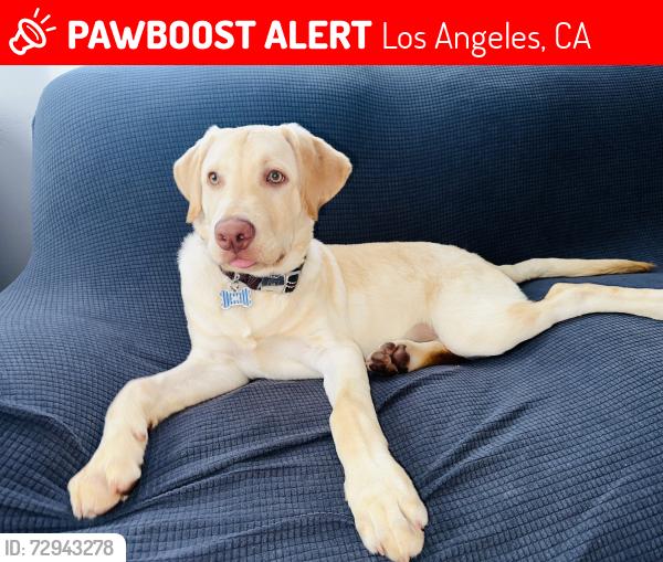 Lost Male Dog last seen San Pedro st, Los Angeles, CA 90003