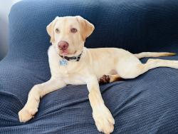 Lost Male Dog last seen San Pedro st, Los Angeles, CA 90003